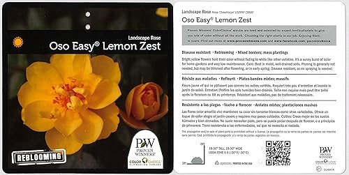 Miniatura 4 de Oso Easy Lemon Zest Landscape Rose (Rosa) Arbusto vivo, flores amarillas