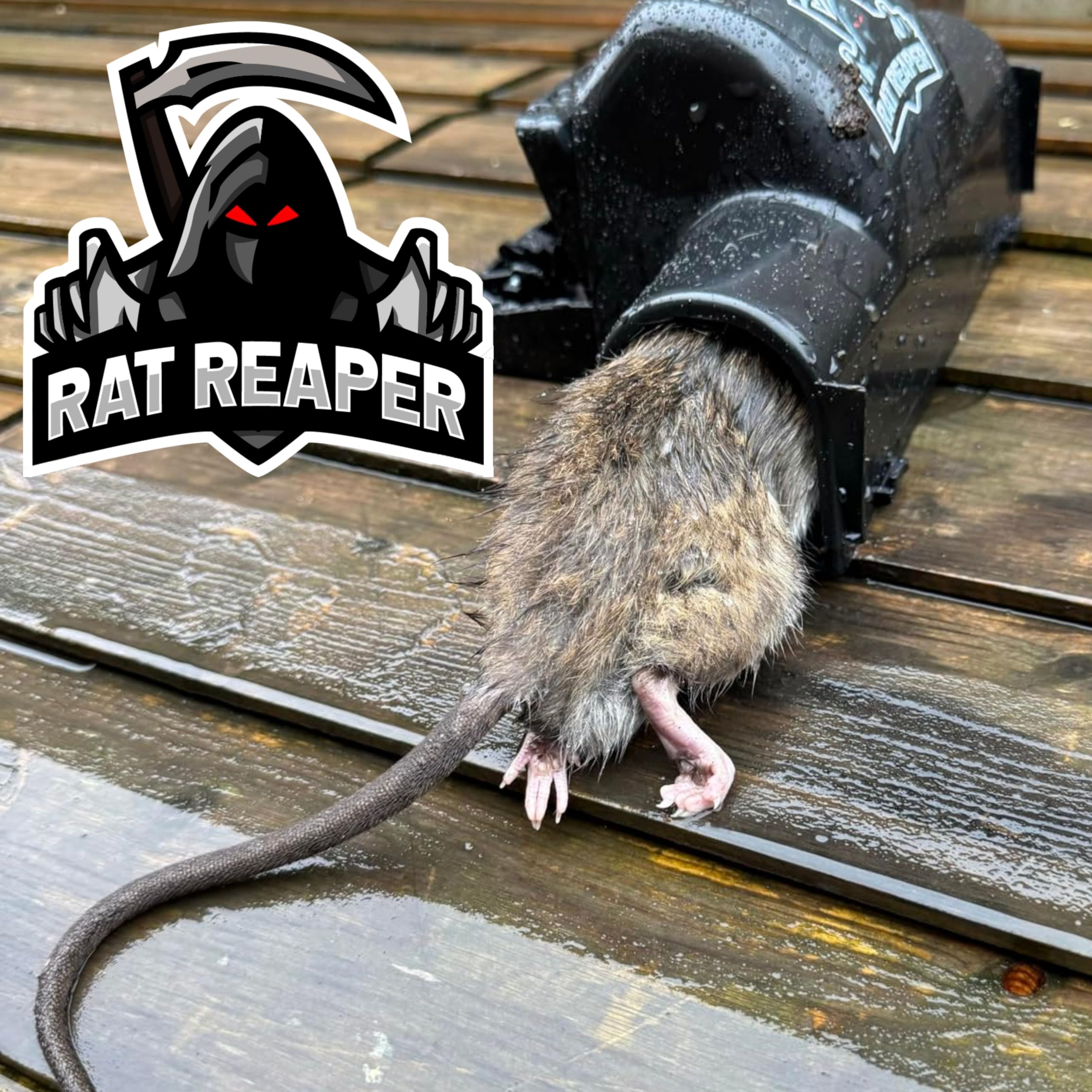 Rat Reaper  Humane Rattenfallen | Gebrauchsfertig mit Erdnussbutter-Kder  | Fr Garten, Garage und Auenbereich | Die besten Rattenfallen fr den  Innenbereich (2 Stck) : Amazon.de: Garten