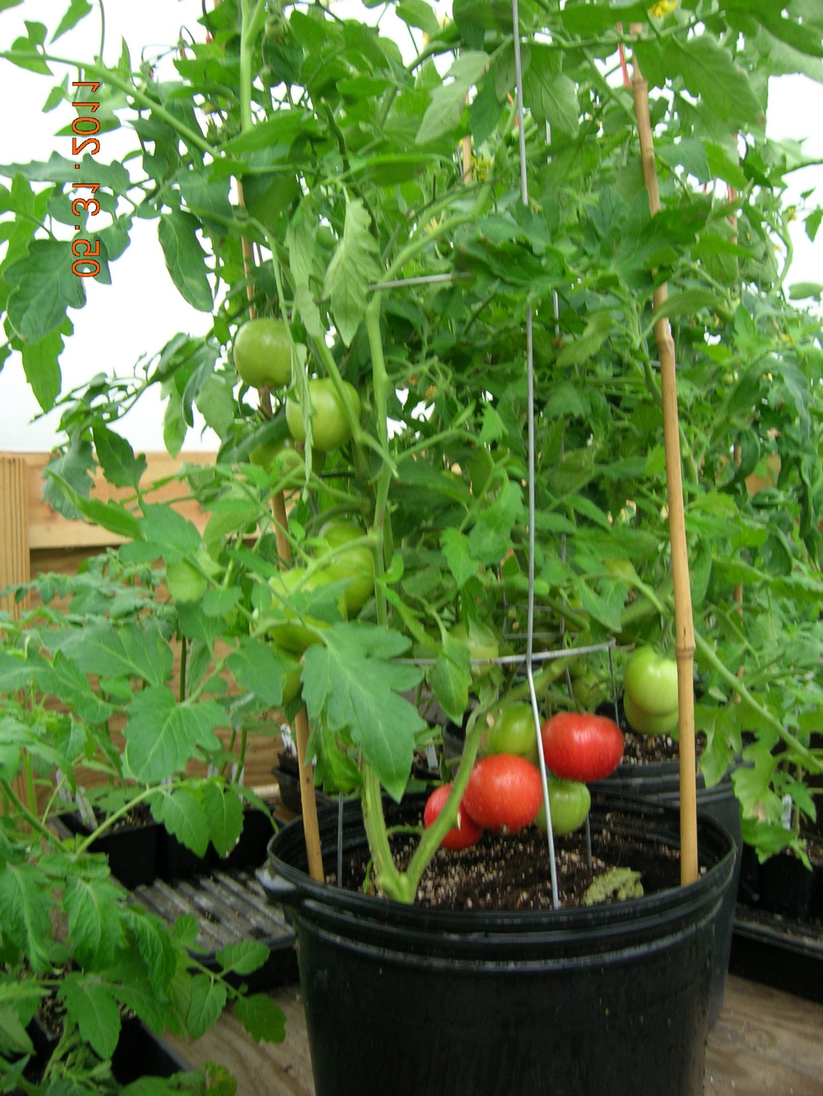 Mall~Kerala Hybrid Tomato High Yield Pusa Ruby Seeds For Growing And Sowing - Set Of 50 (B077NM6BYR) Amazon Price History, Amazon Price Tracker