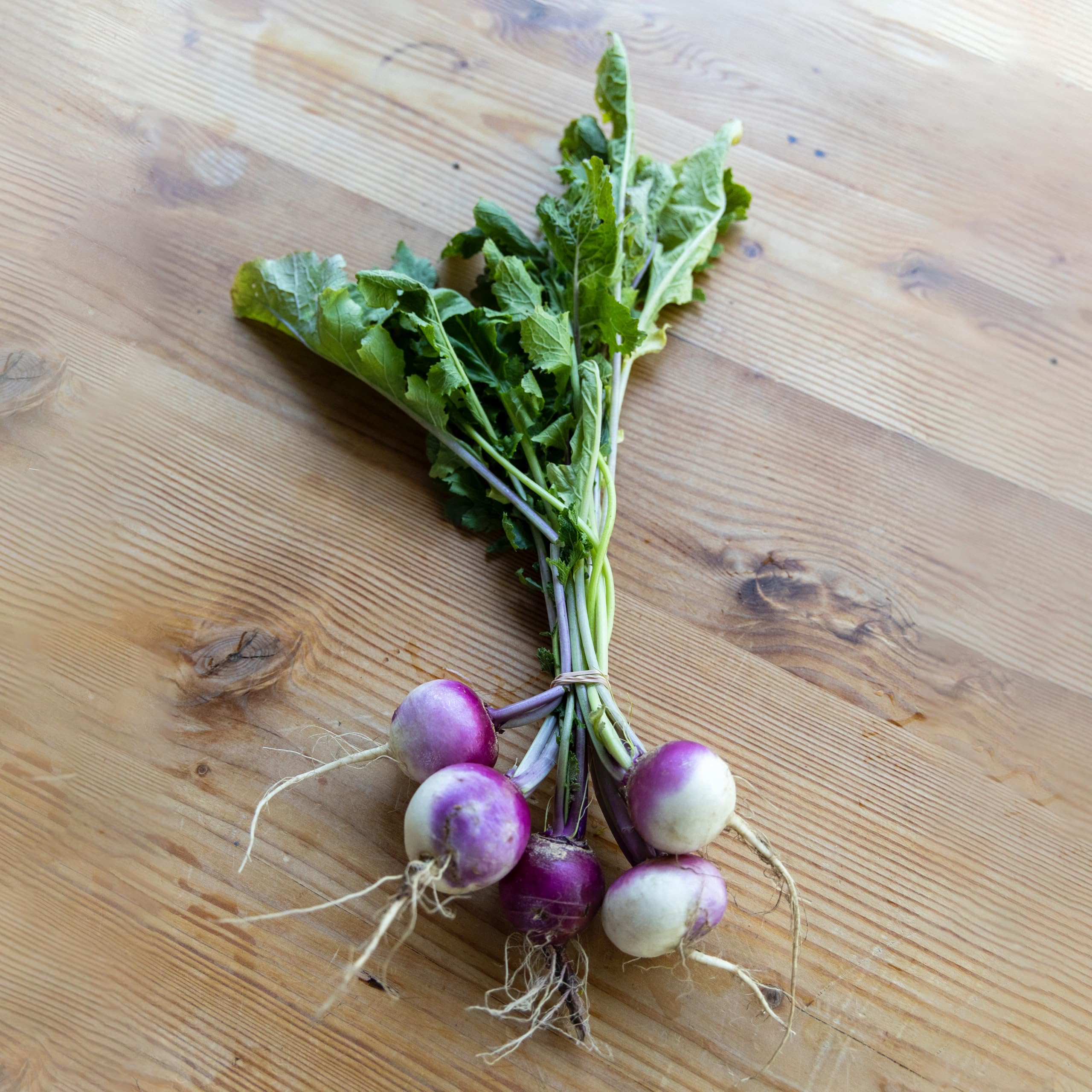 Turnip Plug Plants Grow Your Own Vegetables 'Ready to Plant Now' Young Vegetable Plants (6)