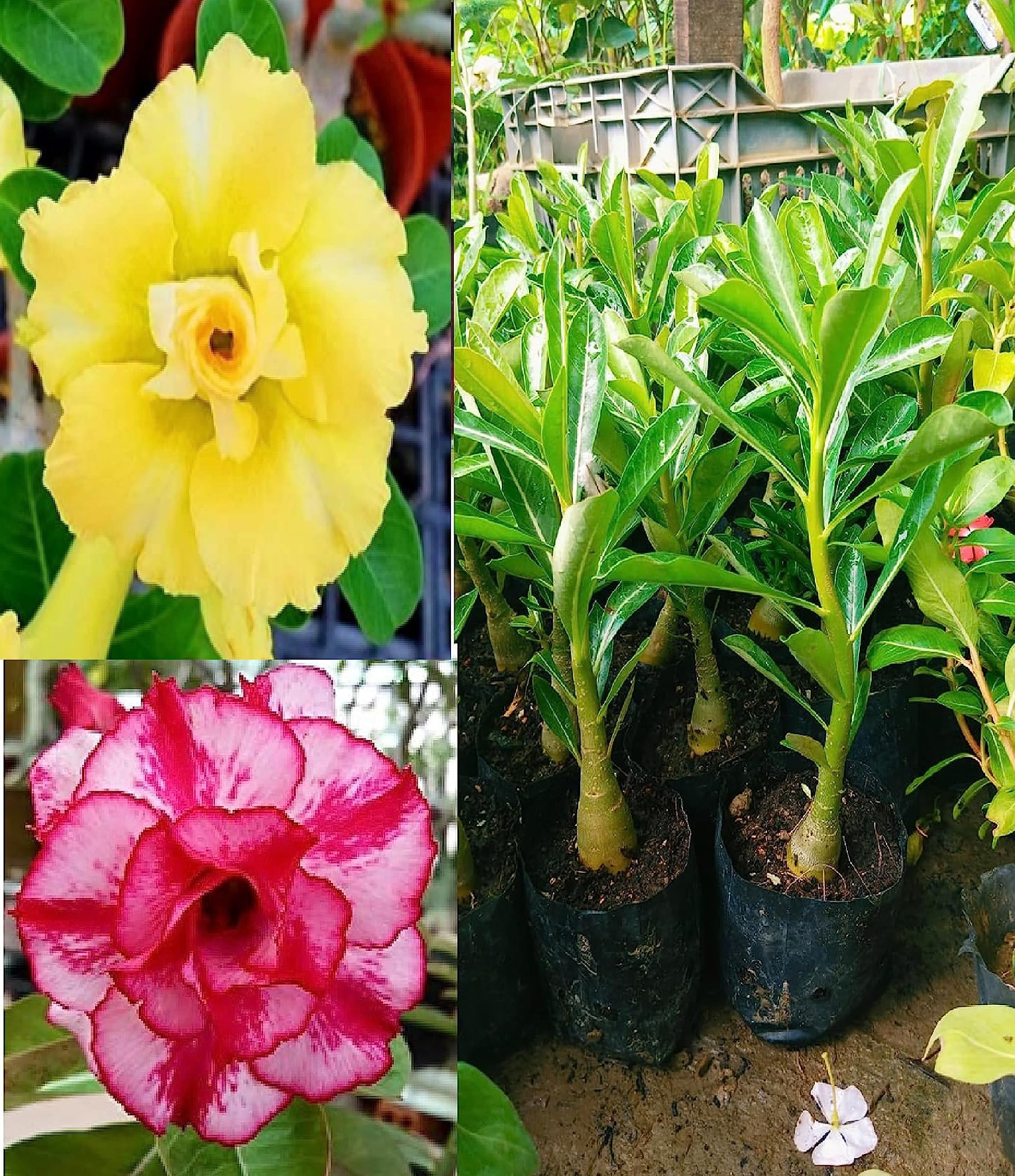 Oxiflora"Combo Bonsai Live Plant Desert Adenium (Pink and Red Colour) Flower-2 Healthy Live Decorative Flowering Plant 1Ft Height in Nursery Grow Bag for Home Garden (B0C7P89Q39) Amazon Price History, Amazon Price Tracker