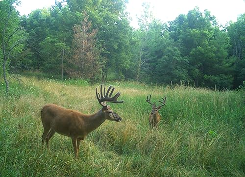 Miniatura 7 de AX Deer Mineral - Acelerador de cuernos para ciervos