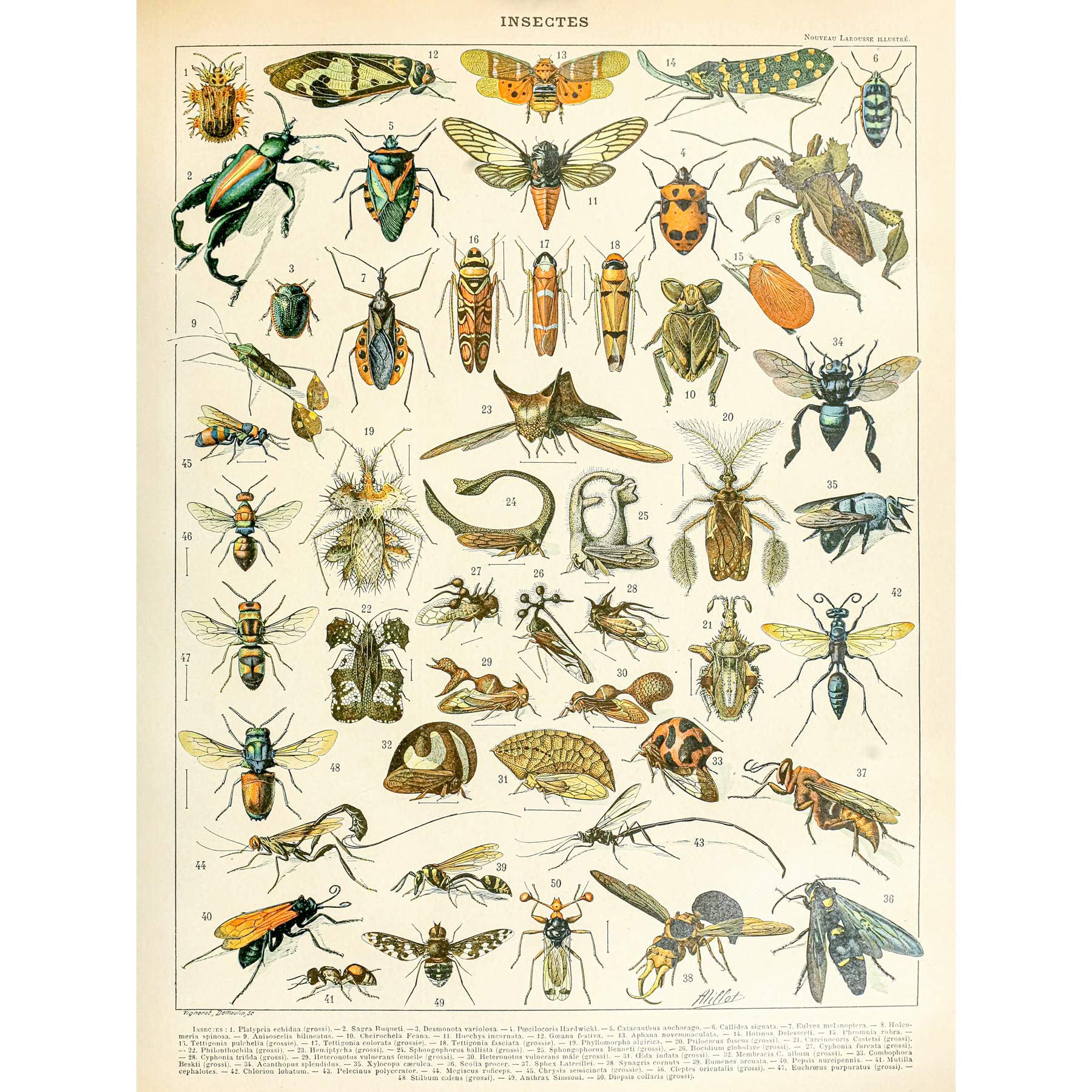 Artery8 Millot Encyclopedia Page Insects Cicada Premium Wall Art Canvas Print 18X24 Inch