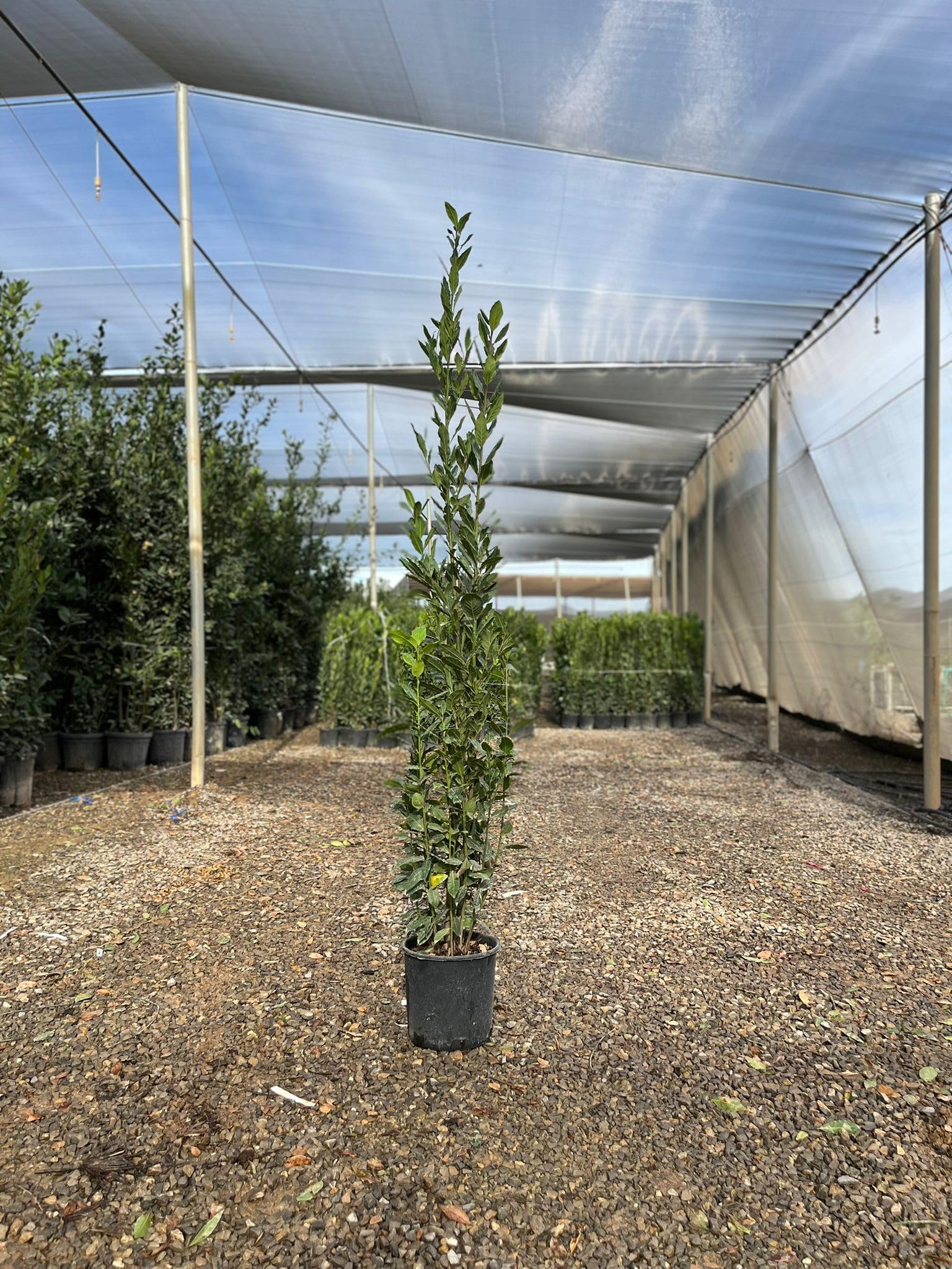 Laurus Nobilis - Laurus Nobilis - Arbuste à feuilles persistantes - 160 cm - Résistant à l'hiver - Pot de 10 l - Plante en pot de qualité supérieure pour jardin et terrasse - Laurier aromatique aux