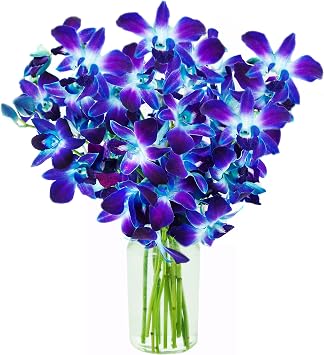 KaBloom - Blue Sapphire Orchid Bouquet of 10 Fresh Blue Orchid with Vase - Fresh Flowers for Birthday, Valentines & Mothers Day