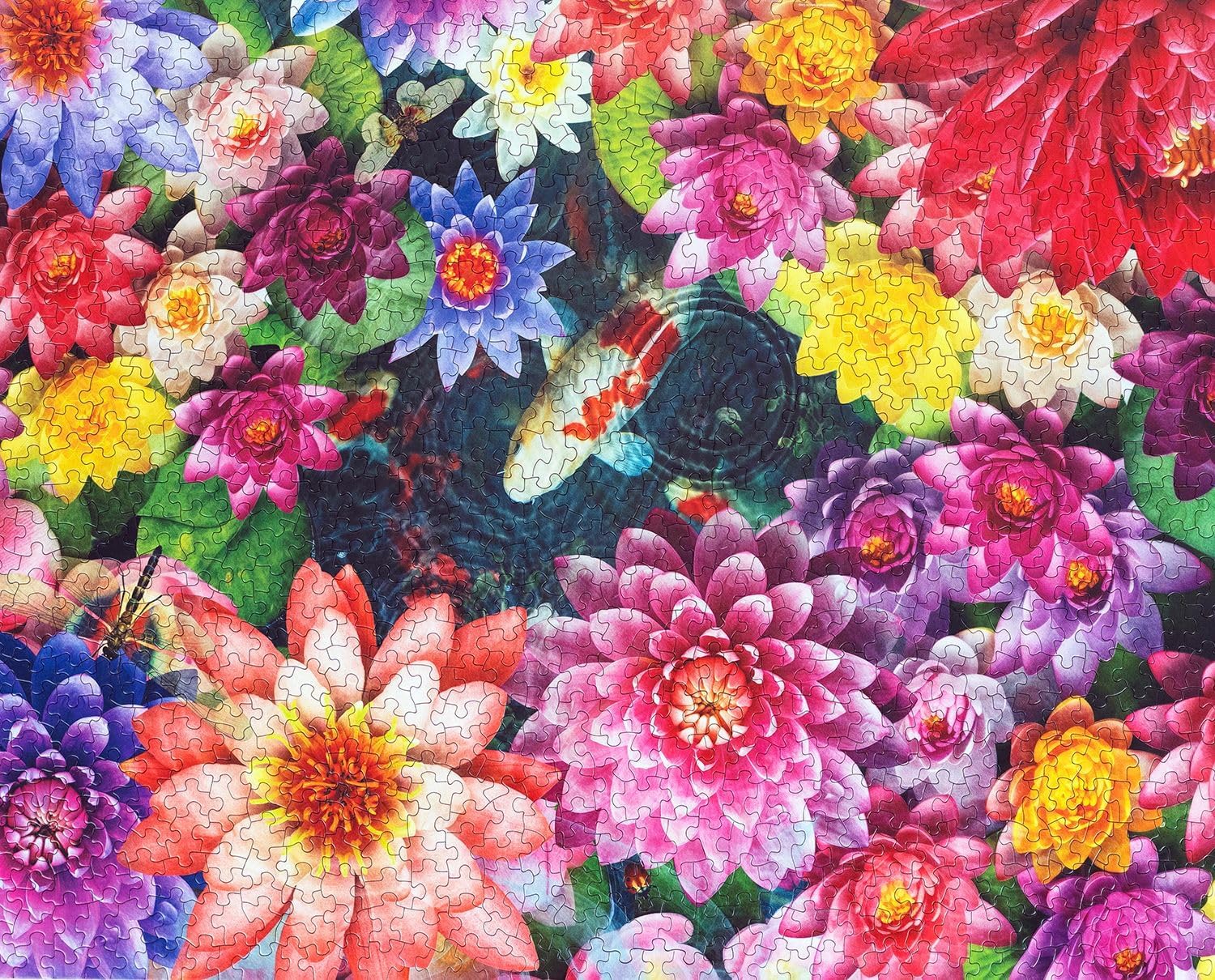 Springbok's Colorful Koi Pond 1000 Piece Jigsaw Puzzle for Adults displays a Colorful and Serene Scene of Koi Fish in a Pond Blooming with Water Lilies - Made in The USA