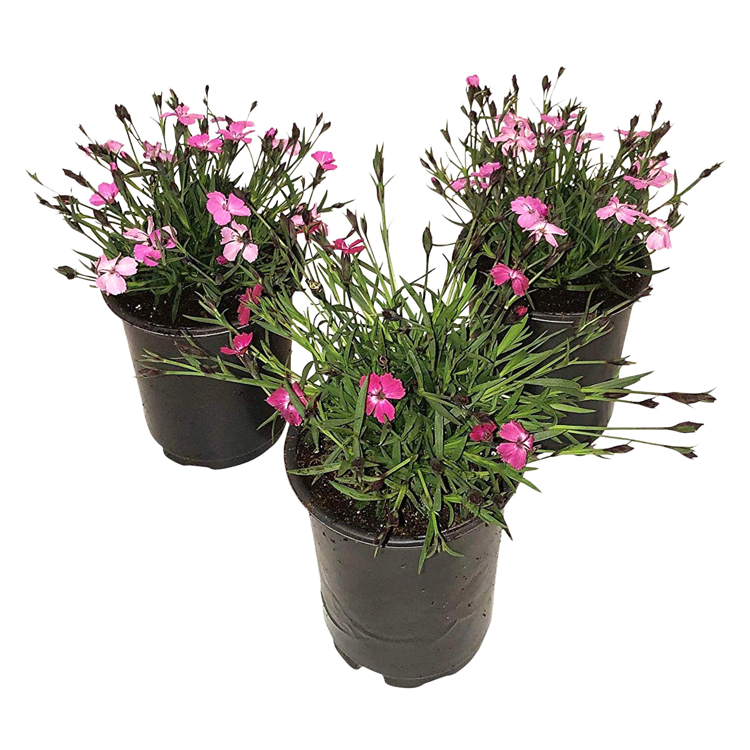The Three Company Dianthus