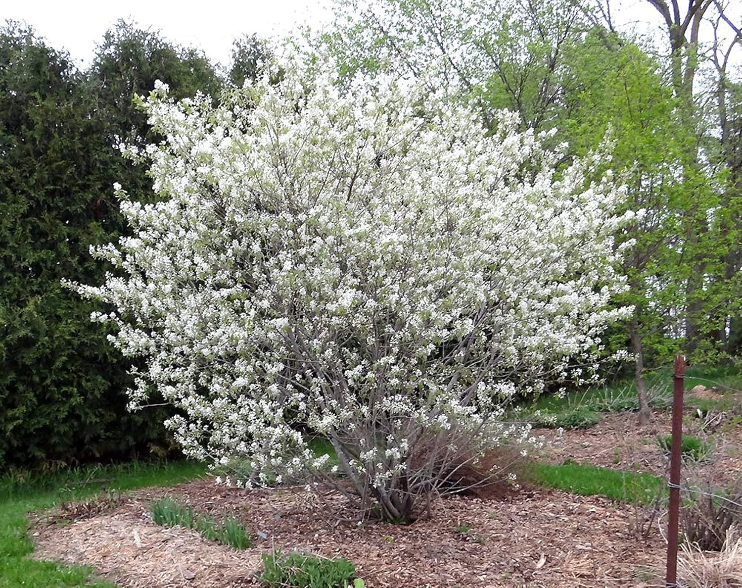 1 Plant of Saskatoon Serviceberry 1-2 Year Old (Amelanchier) Bare Root Dormant Juneberry