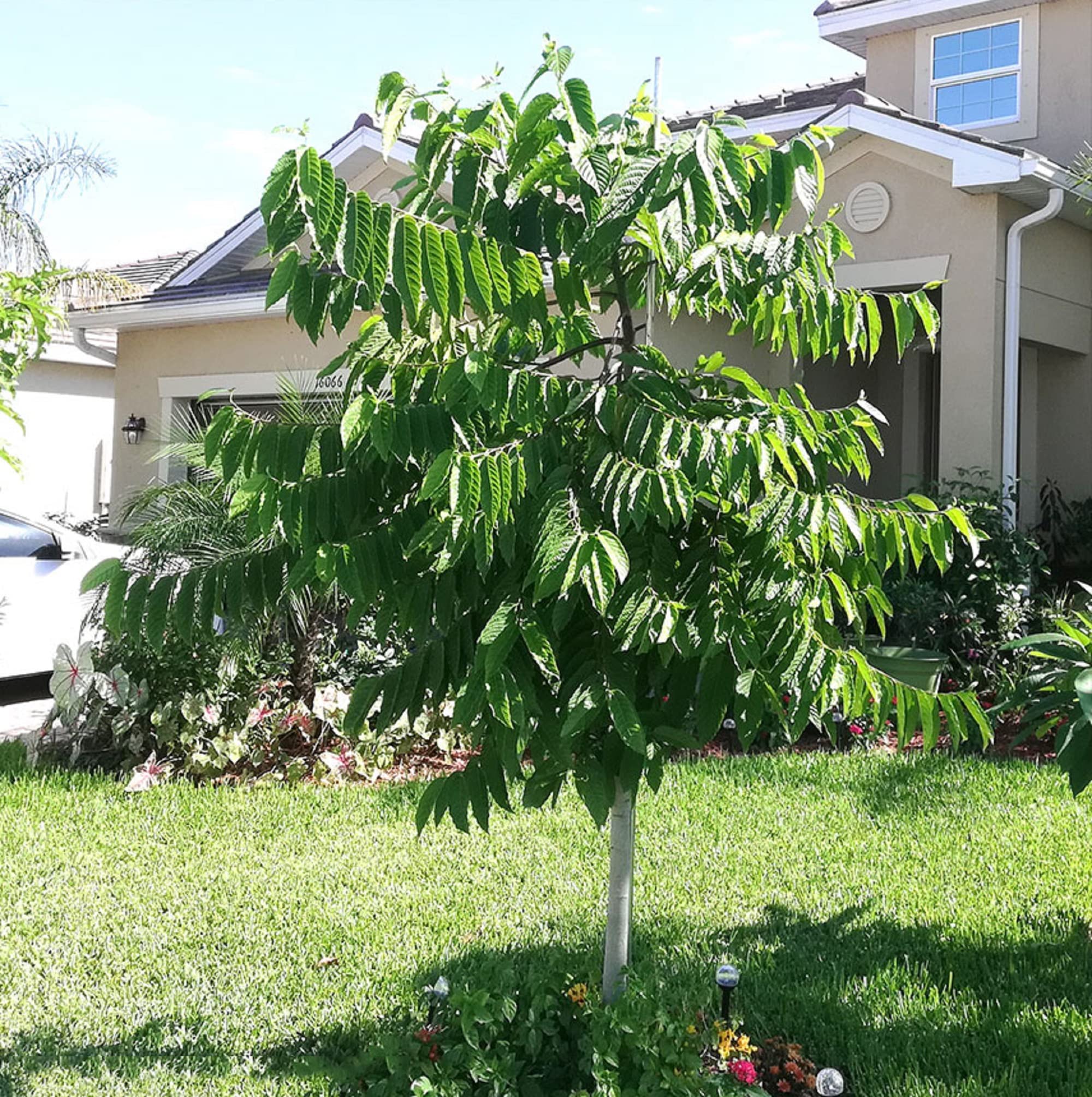 CHUXAY GARDEN Cananga Odorata Seed,Ylang-ylang,Cananga Tree 5 Seeds Rare Tropical Plant Tree Highly Aromatic Yellow Beauty Flowers Queen of Perfume Great for Planting