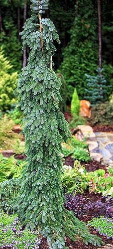 Bruns Pendula Weeping Abeto Serbio Planta Viva 2 - Año