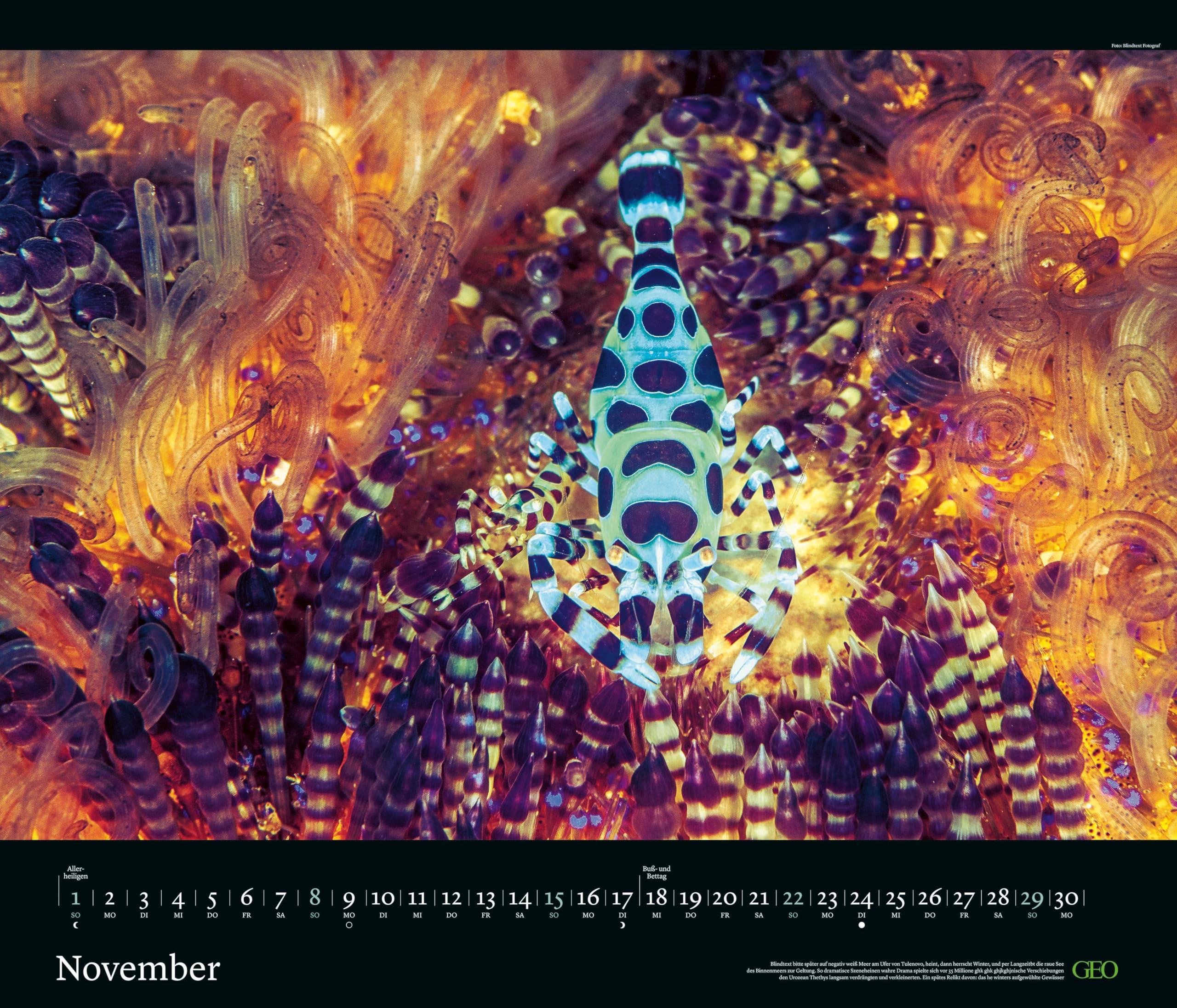 GEO - GEO Edition: Tierwelten 2026 – Wandkalender 70x60 cm, Tier-Poster-Kalender mit Wildlife-Fotografie, 12 Monatsblätter & Spiralbindung inkl. Postkarten für Tier- und Naturfreunde