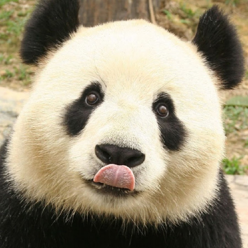 Whack-A-Panda - App on Amazon Appstore