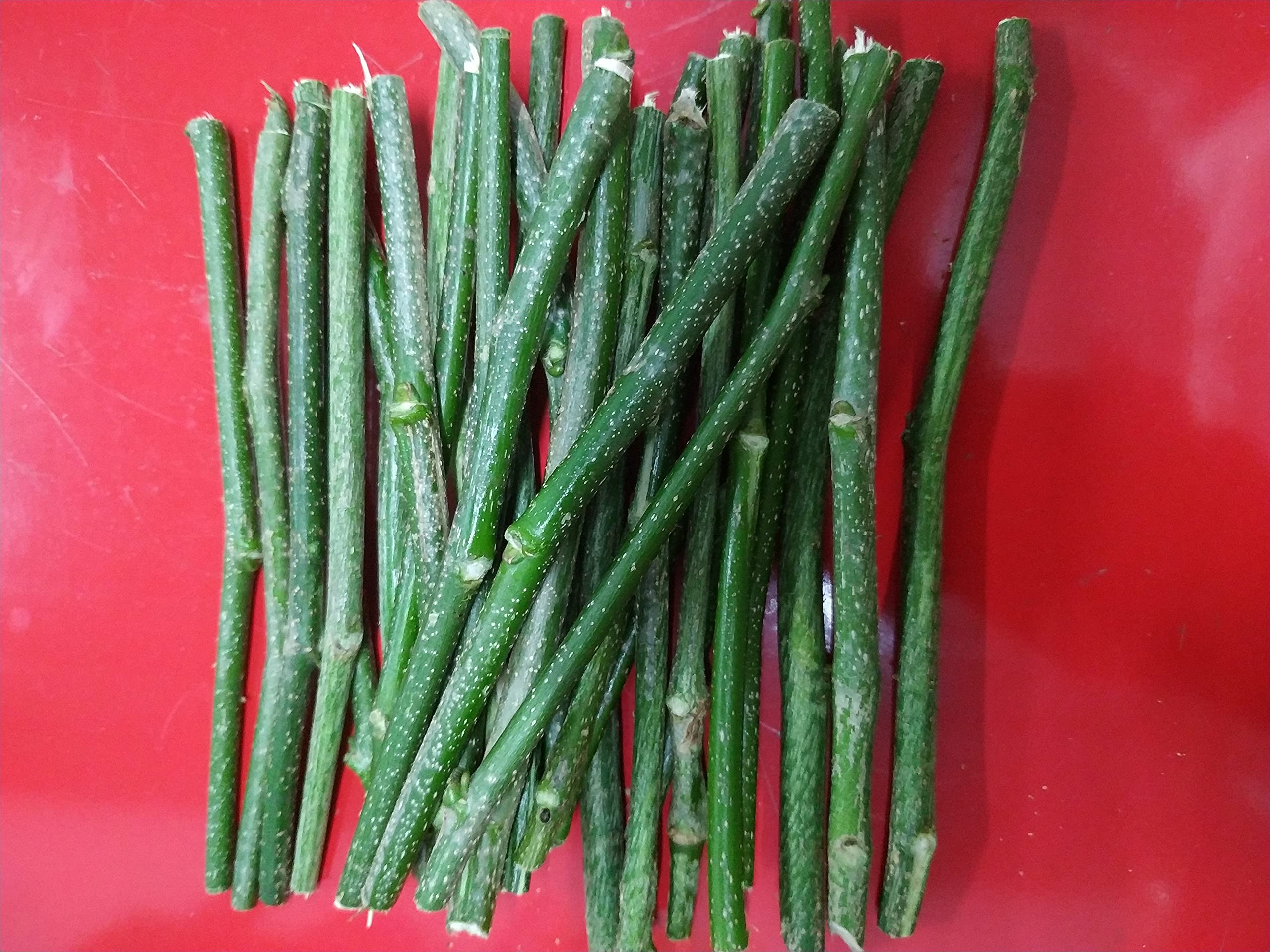 Timosha™ || KARANJ - Datun|Datwan|Chew-Stick (दातुन) || 15 pcs.