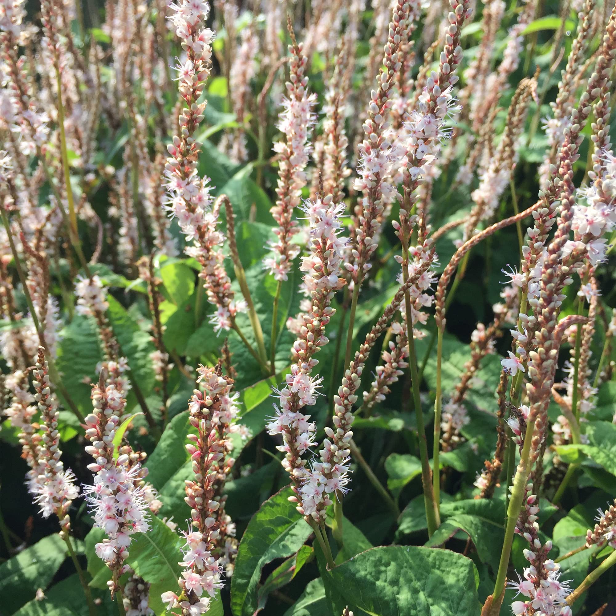 Persicaria Alba Junior White Flowering Outdoor Garden Ready Plants in Plant Pot (30-40cm Incl. Pot)
