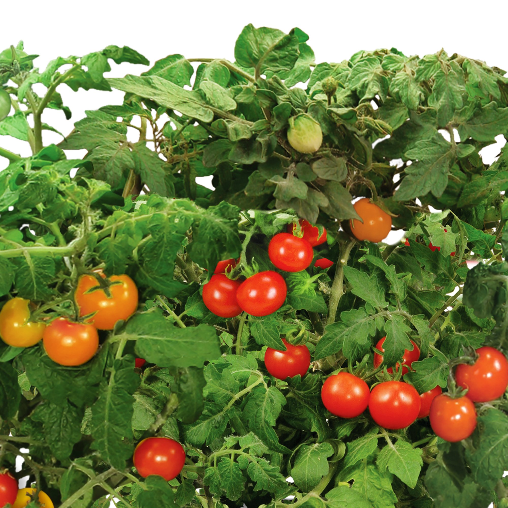 AeroGarden Red Heirloom Cherry Tomato Seed Pod Kit (9pod) Buy Online