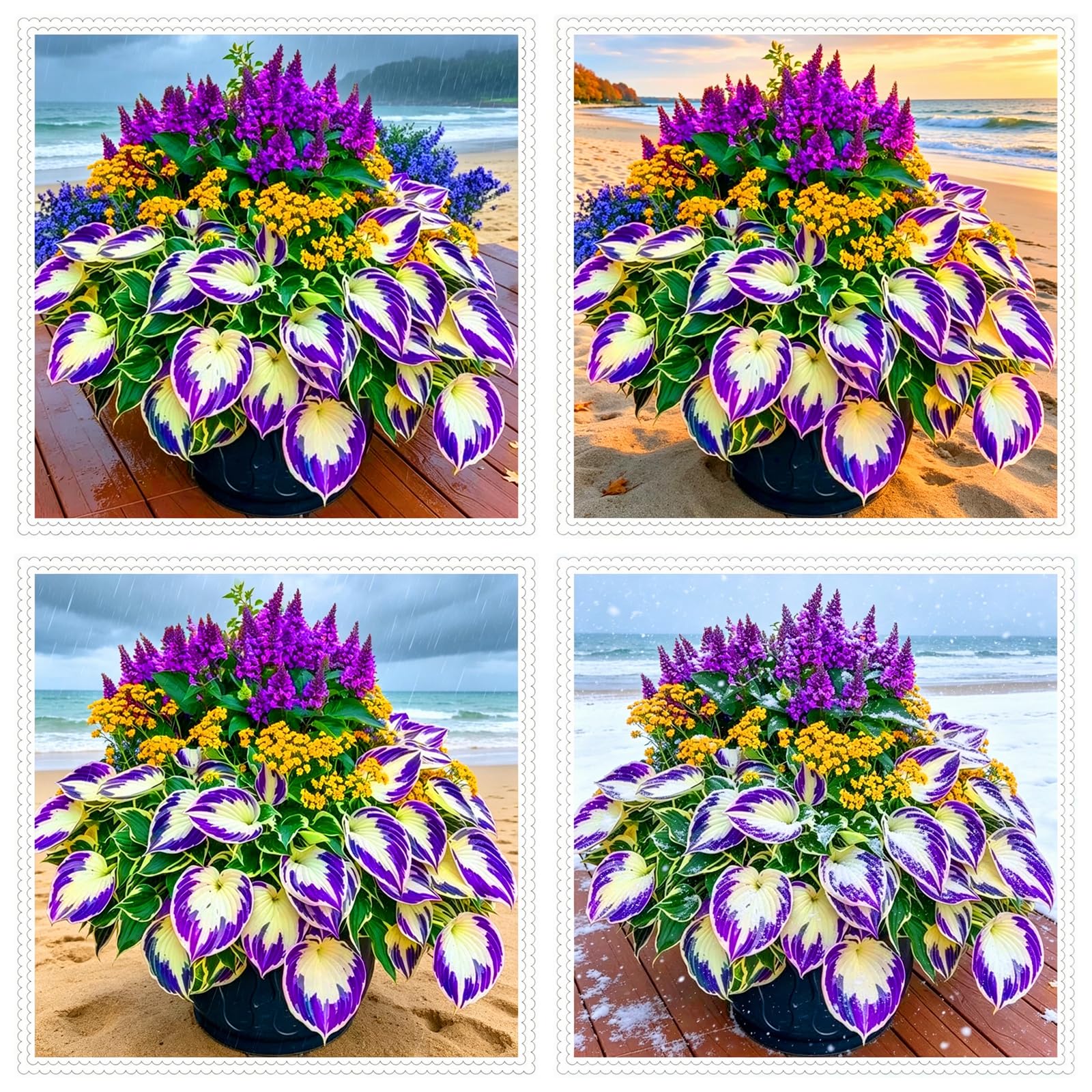 Perennial/Rainbow Blue Hosta Rhizome/Brilliant Hosta Bulbs for Planting Now UK/Potted/Grow Well/Low Maintenance/Excellent Display-10bulbs-D