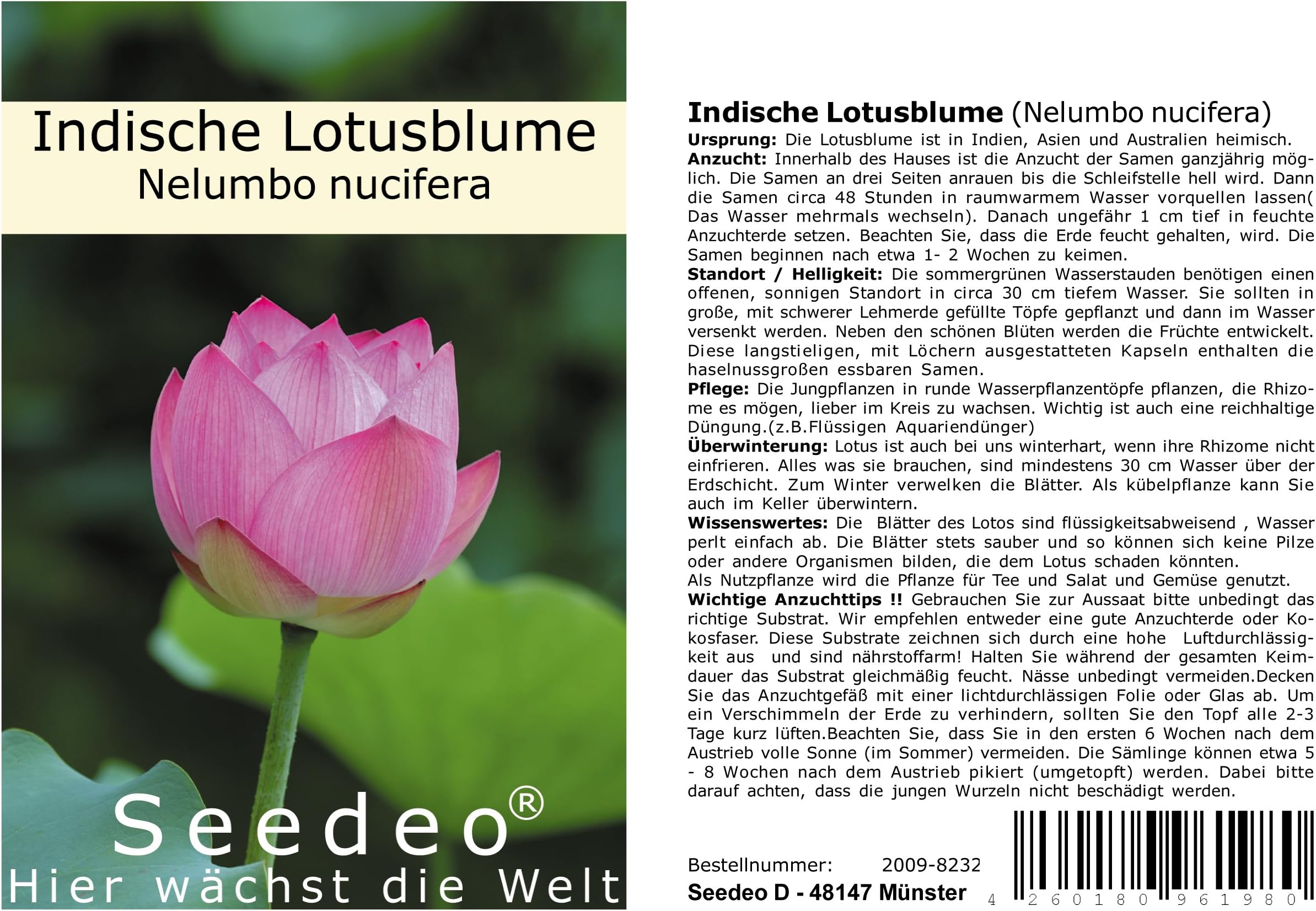 80 Stück Grüne Lorbeerblatt-Samen - Einfach Anzubauen