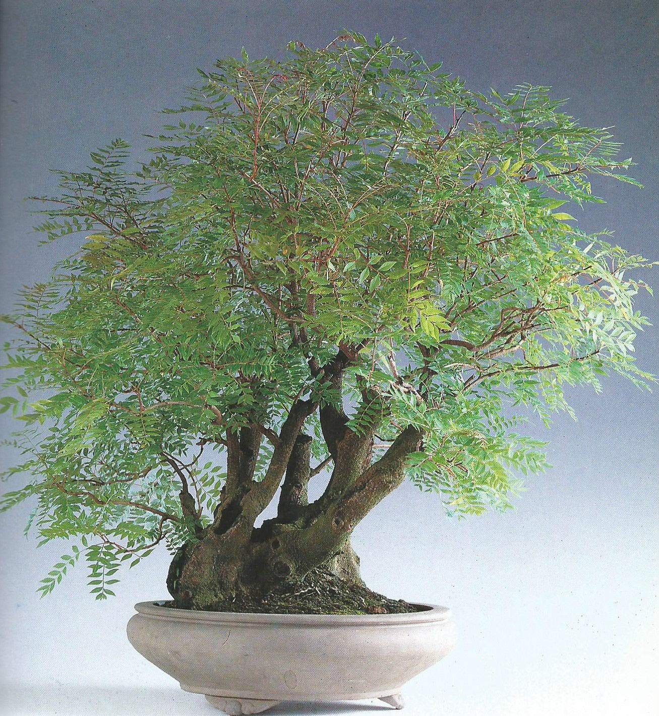 korea bonsai Cis Korean Fir