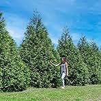 PERFECT PLANTS Thuja Green Giant Plant 18-Pack | Large Evergreen Arborvitae Liner | Privacy Landscaping Kit in a Box