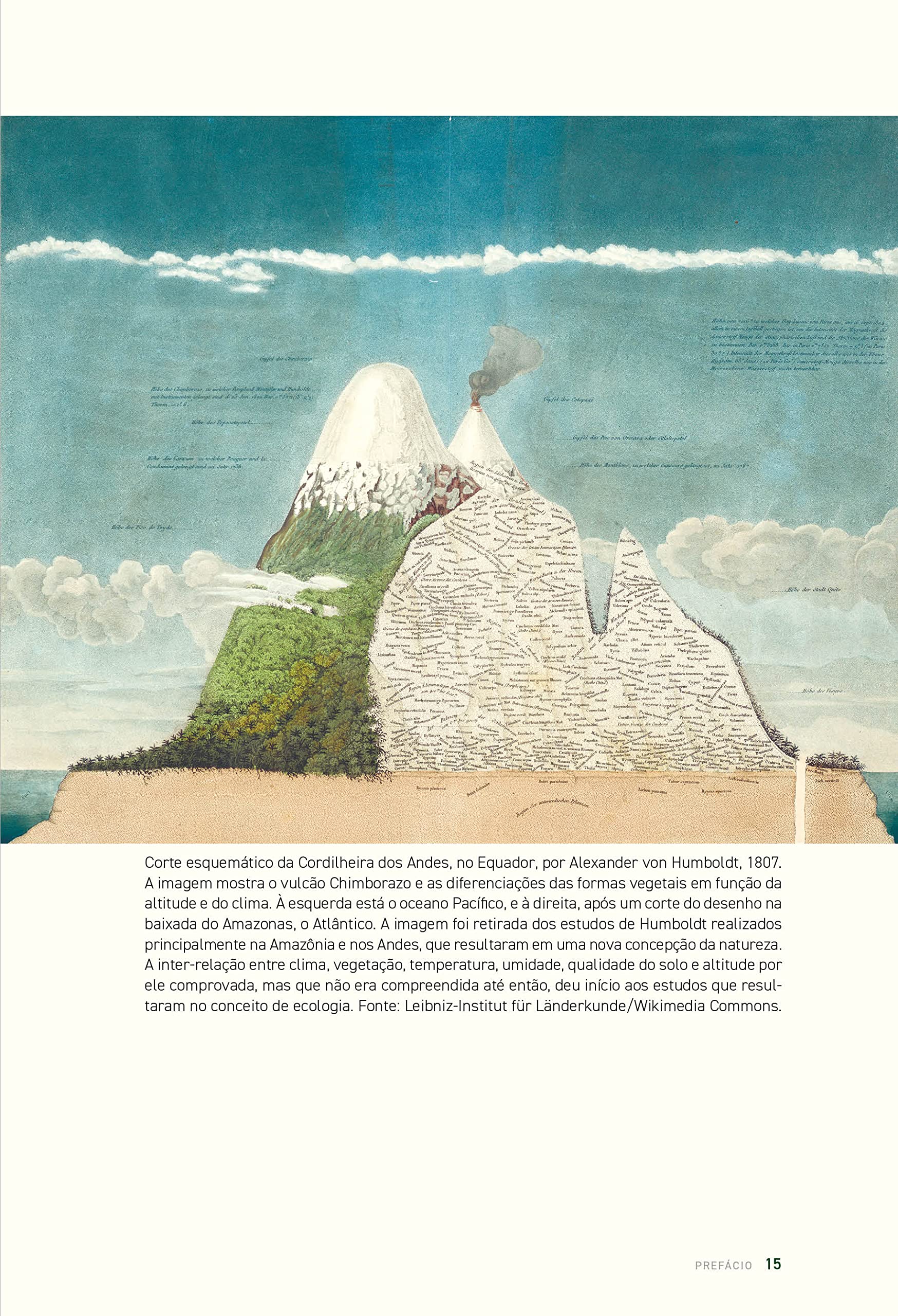 História das florestas brasileiras