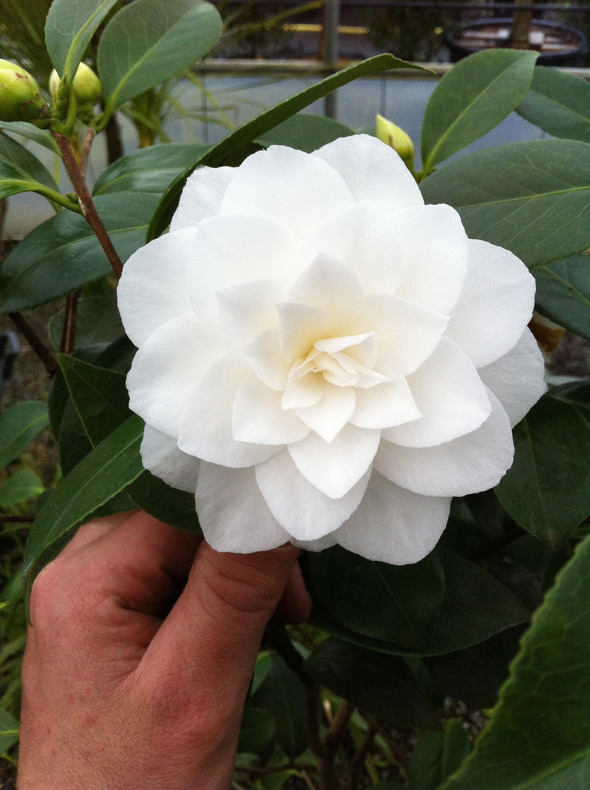 See full amazon price history chart for White Japanese camellia flower Plant (Pack of 1) plant hight 1.5-2 ft. healthy plant White Japanese camellia flower Plant (Pack of 1) plant hight 1.5-2 ft. healthy plant (B0CGPMR9ZM) Amazon Price History, Amazon Price Tracker