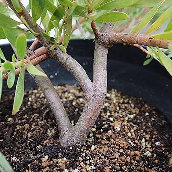 Amazon.co.jp: リューカデンドロン・インカゴールド 8号大苗【品種で