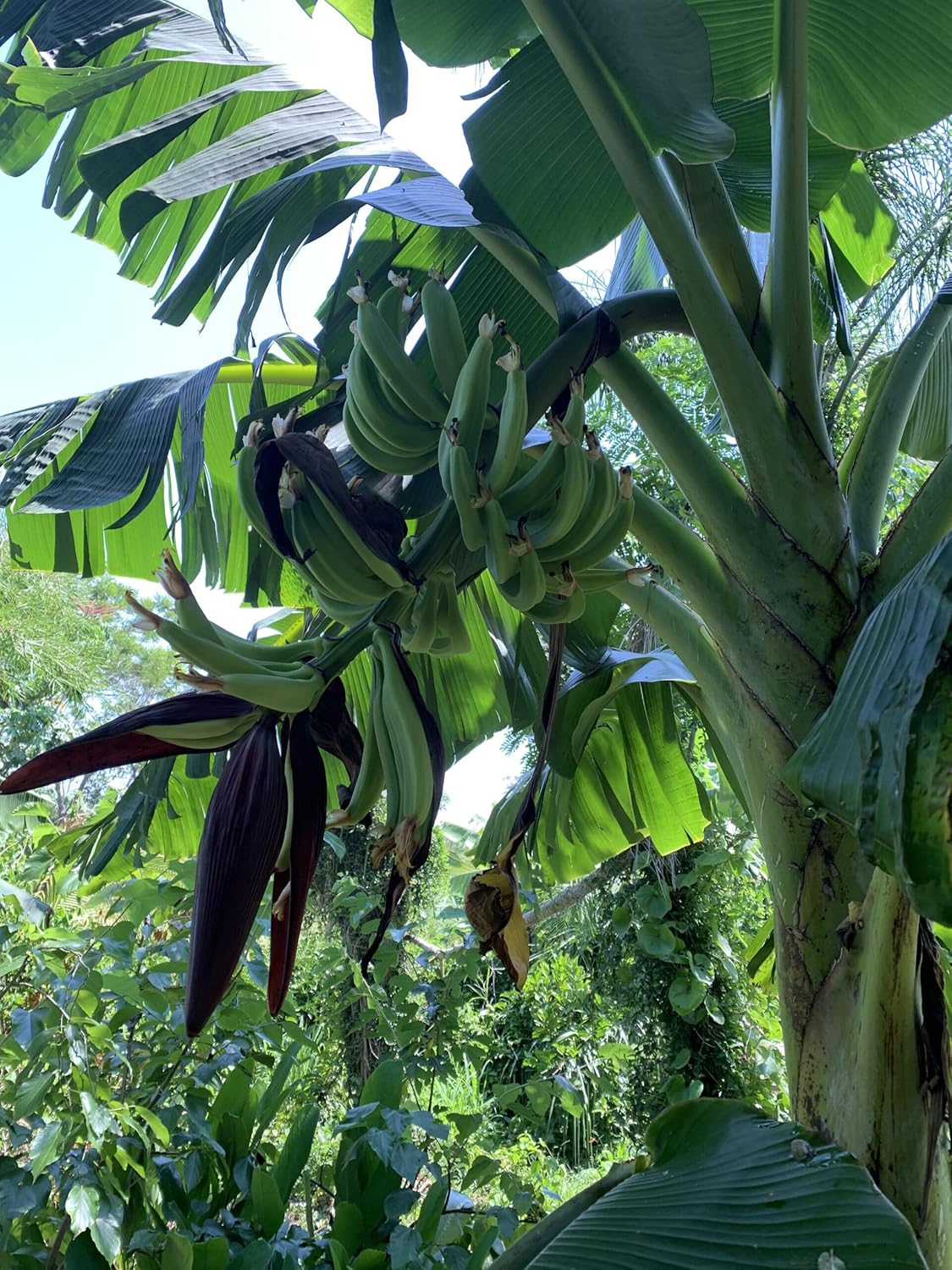 Puerto Rican Plantain Tree Seedling, 12 in Live Tropical Fruit Plant, Seed Grown, Outdoor Growing, USDA Zones 9-11
