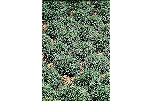 Dwarf Mondo Grass: 40 Live Plants for a Lush Evergreen Ground Cover