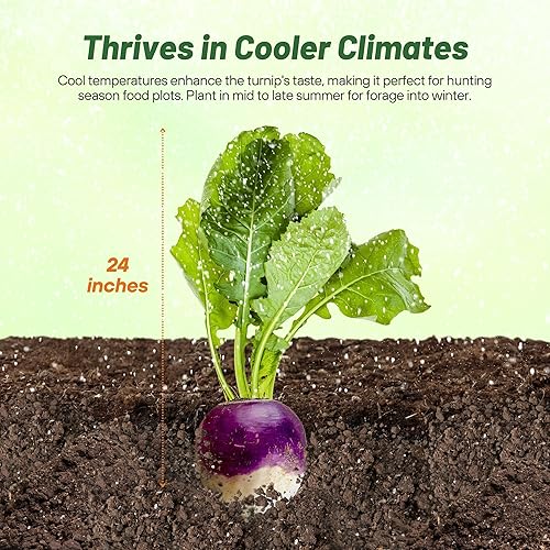 Miniatura 3 de Outsidepride 1 libra Brassica Rapa Purple Top Nabo Forraje, Cobertura Cultivo y Semilla de Parcela de Alimentos