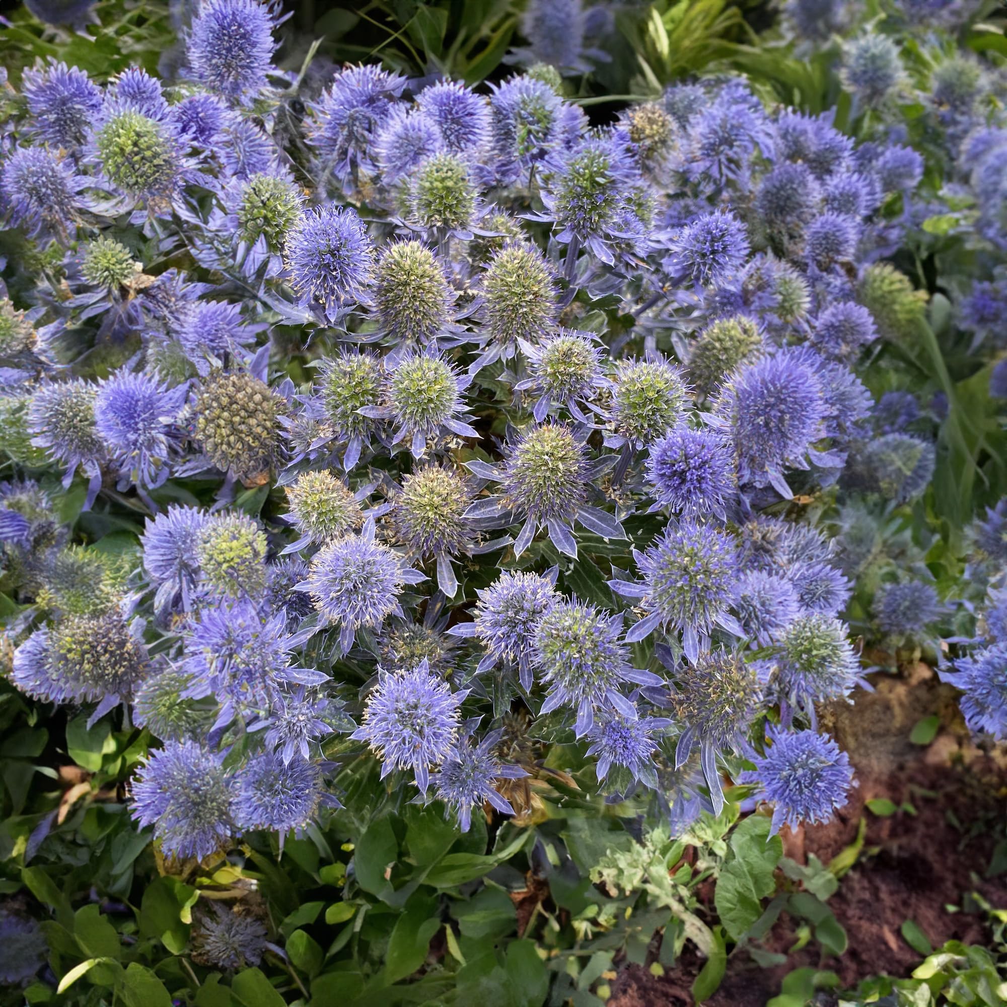 Eryngium Grumpy Sea Holly Plant | Garden Ready Outdoor Plant | Grow Your Own Garden Plants (9cm Pot, 10-20cm)