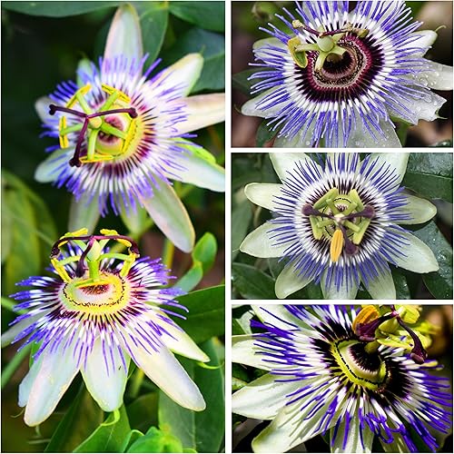 Miniatura 3 de Seed Needs, Royal Blue Semillas de flor de la pasión  100 semillas tradicionales para plantar passiflora caerulea  vid tropical polinizada abierta