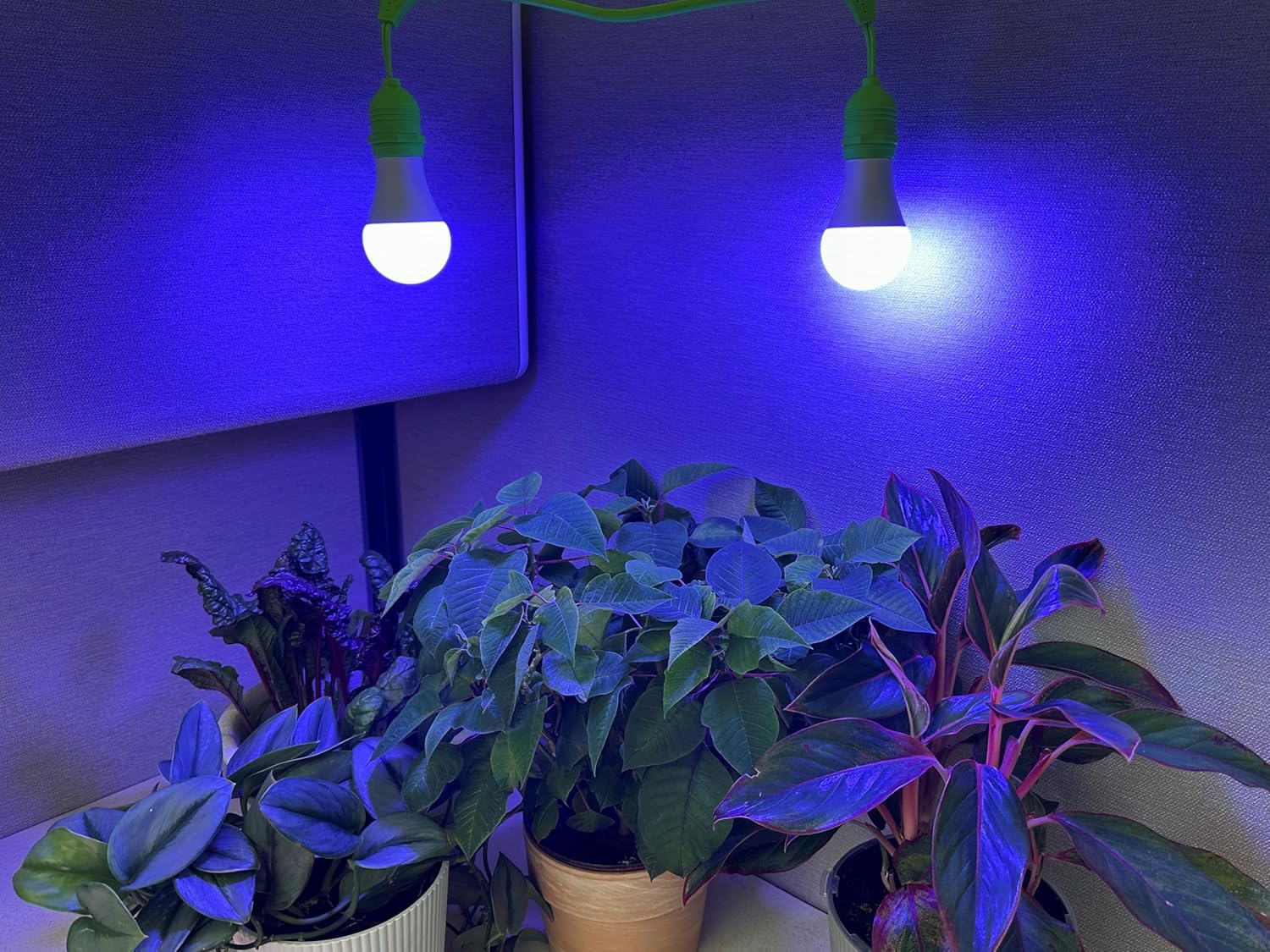 Miracle LED Craft Grow Light Kit (Midnight Iris Blue Spectrum Wide Angle Edition 2-Pack)