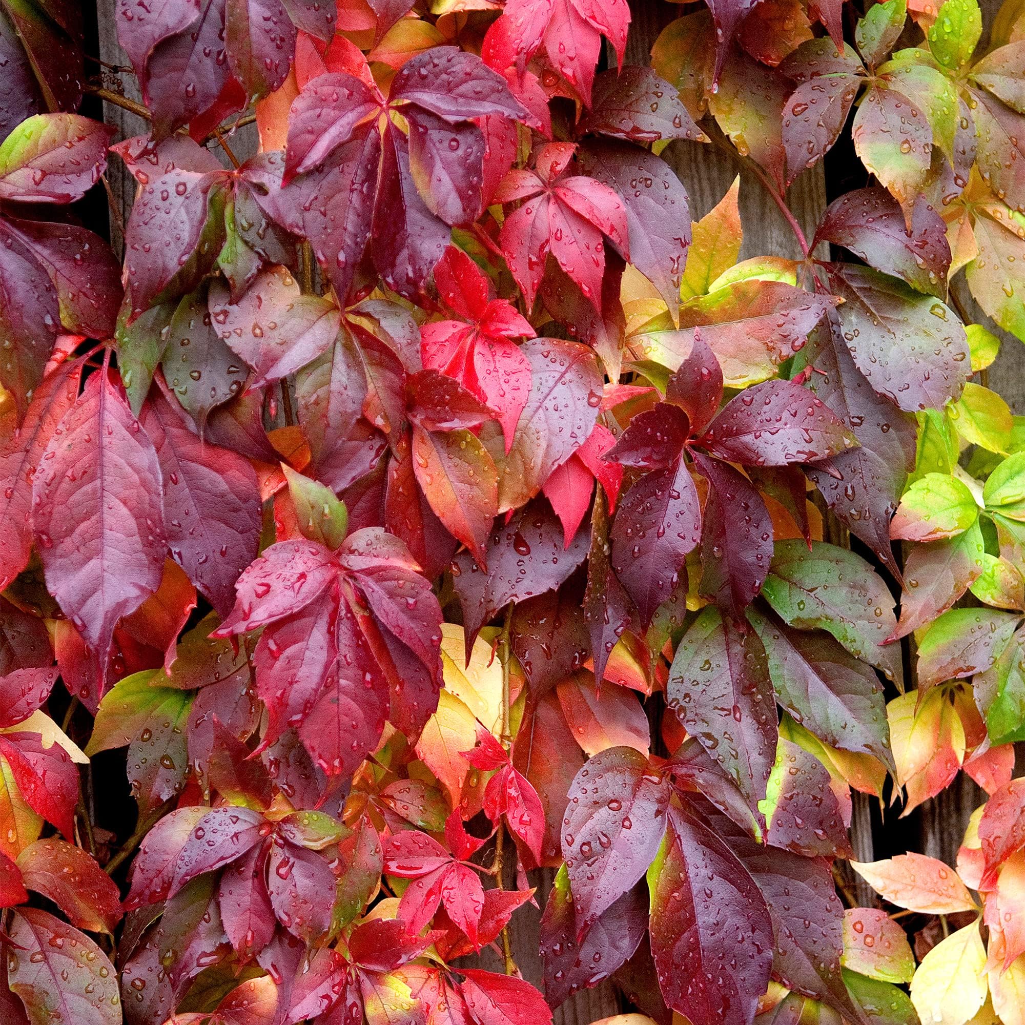 Parthenocissus Engelmannii Virginia Creeper | Deciduous Woody Garden Vine Plant (9cm Pot, 20-30cm)