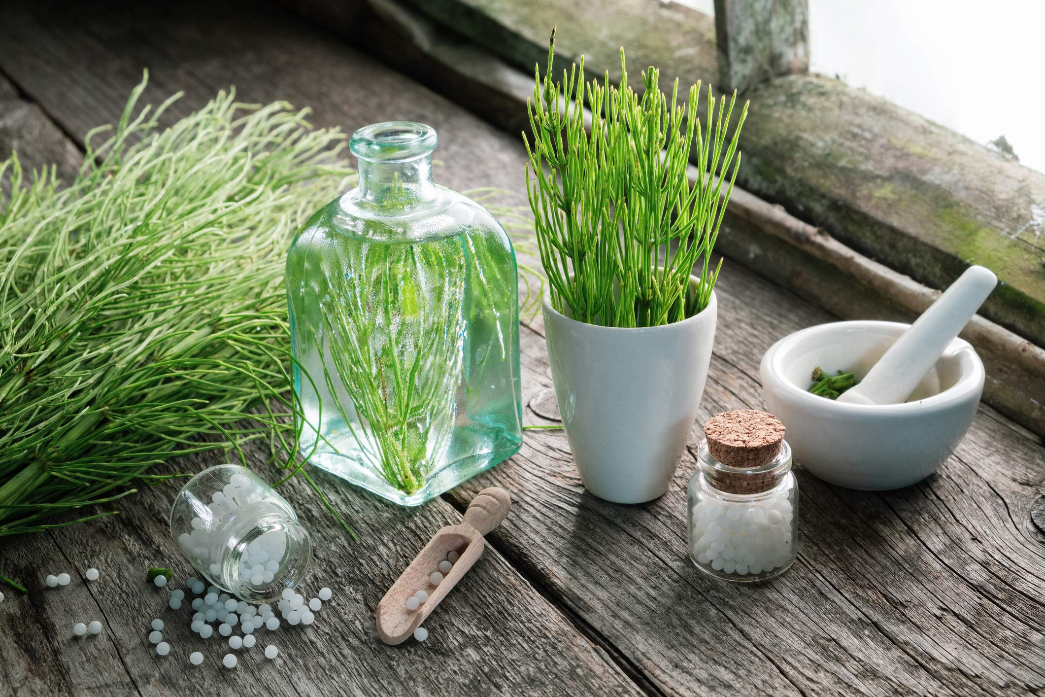 Prêle Bio (herbe à Raser) - Idéal Pour Fabriquer Du Savon Ou Extraits Végétaux