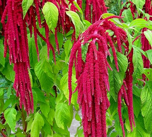 Miniatura 3 de Semillas únicas de cola de zorra, amaranto, amaranto caudatus, 400 semillas sin OMG para plantar plantas de jardín inusuales, ideales para colgar