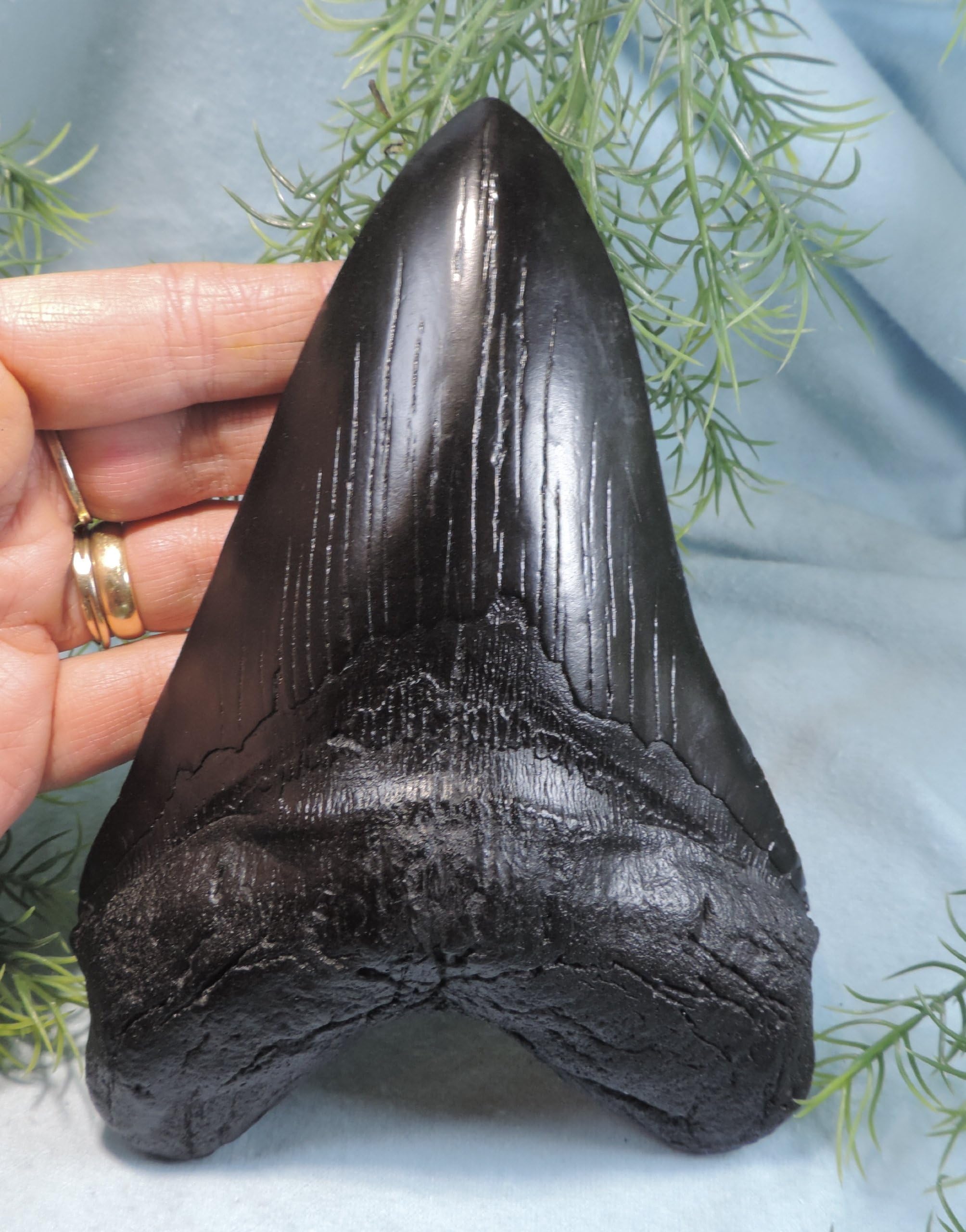 Massive 7'' Long Megalodon Tooth Replica