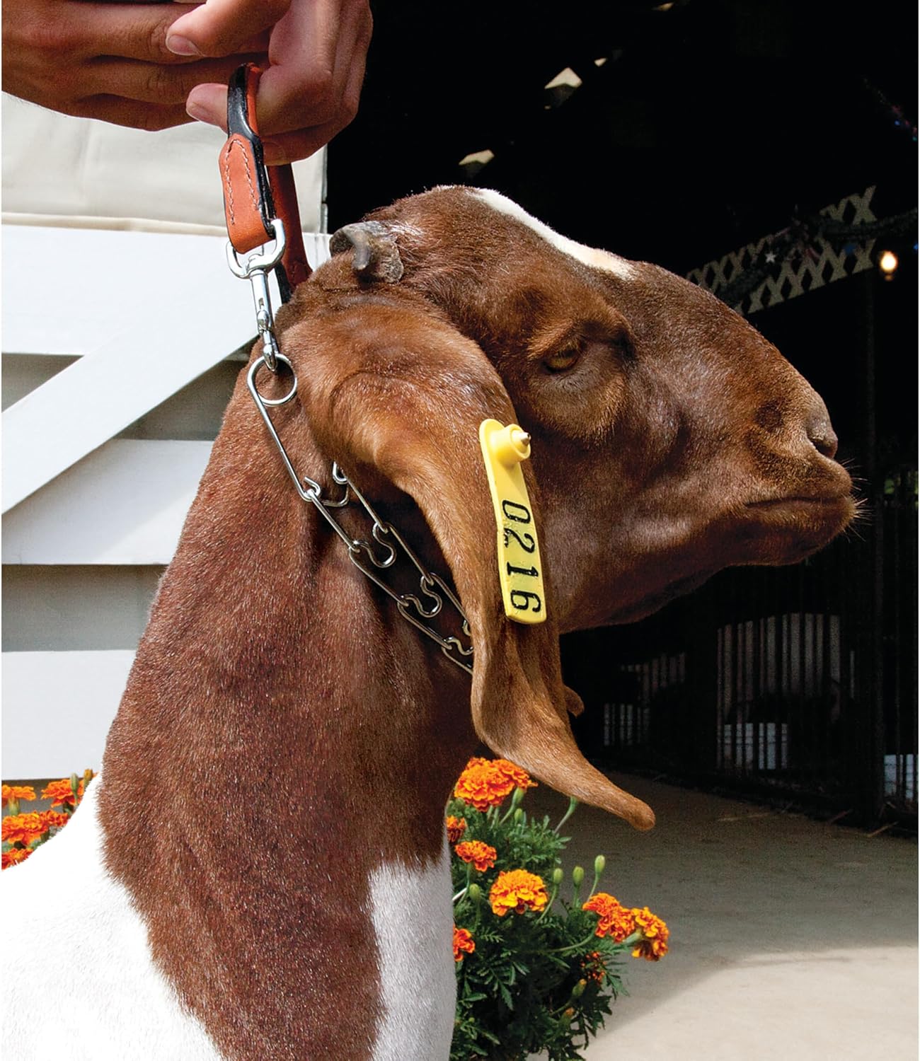 Weaver Leather Pronged Chain Goat Collar