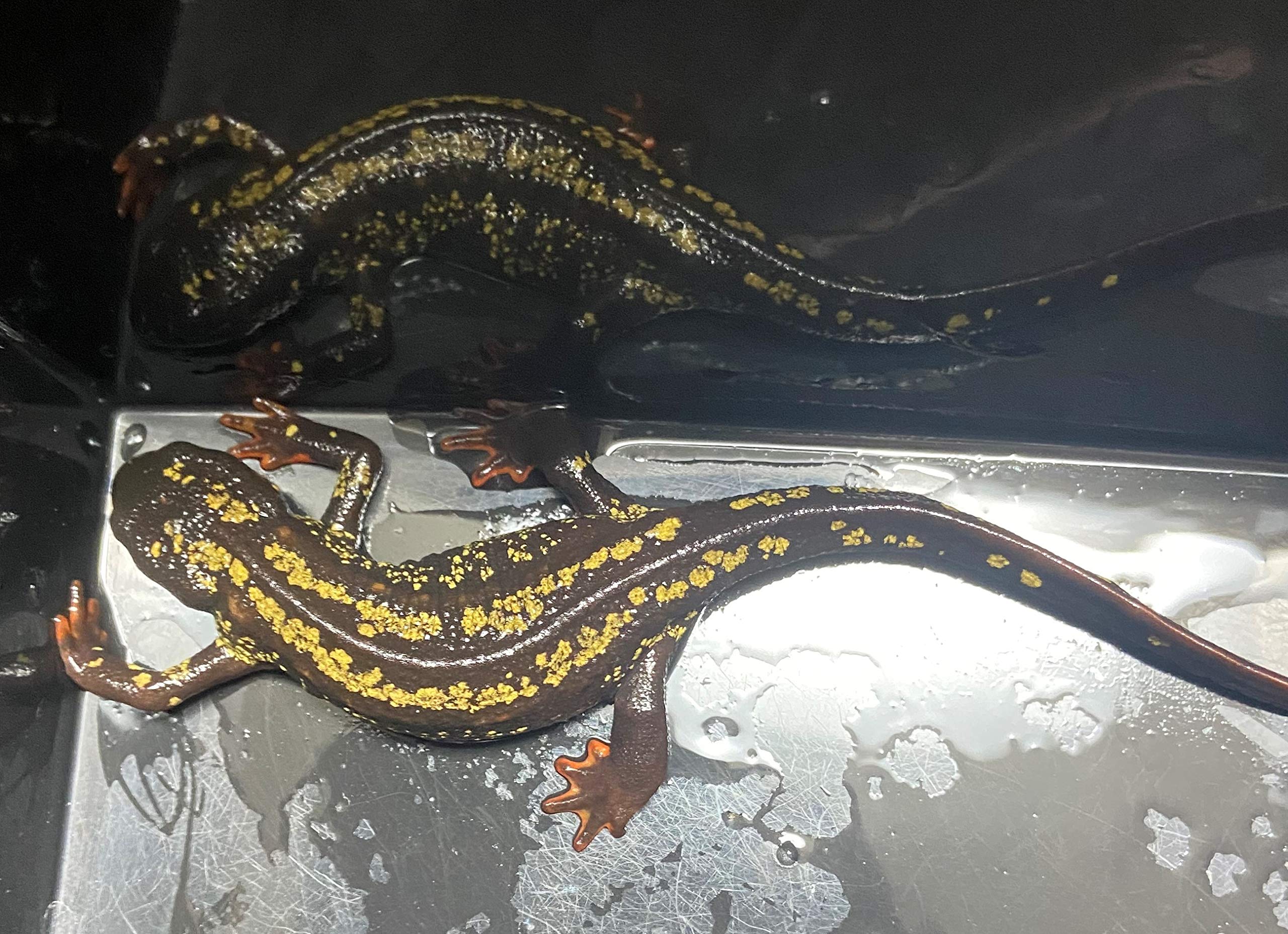 沖縄シリケンイモリ 強金箔 ランダム オス１ 沖縄ストア