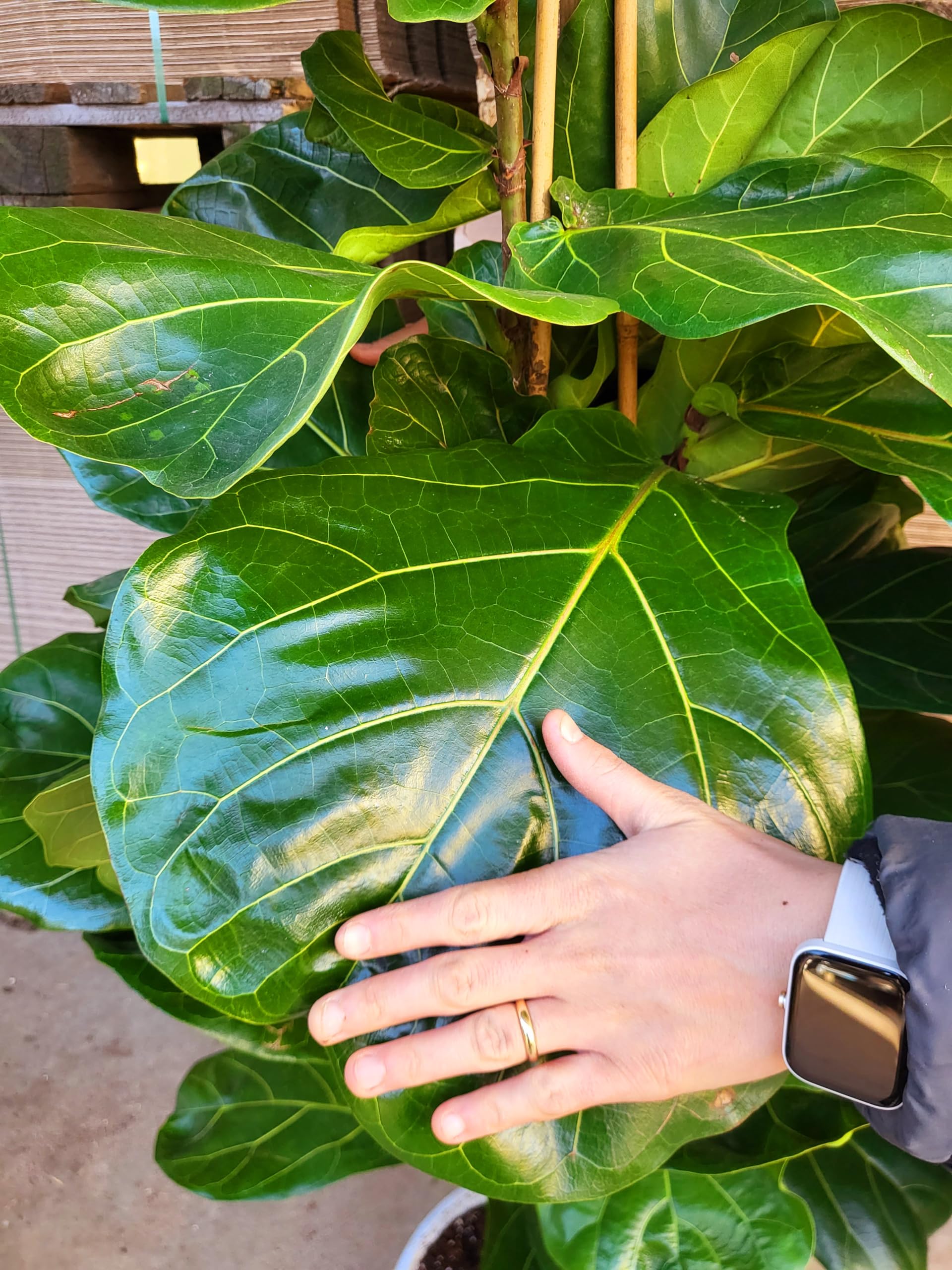 POWERS TO FLOWERS - FICUS LYRATA, pianta vera