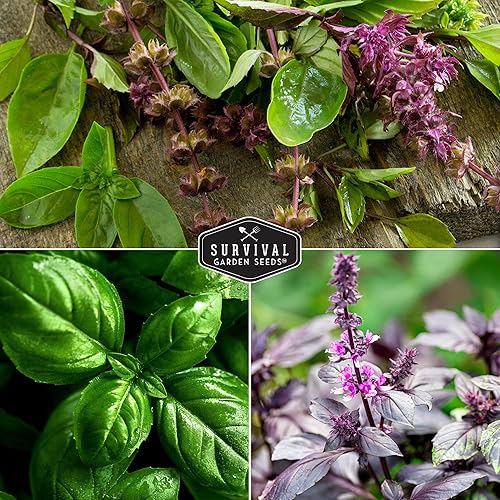 Miniatura 4 de Survival Garden Seeds Bóveda de semillas de la colección de albahaca, sagrada, genovesa, hoja grande, ópalo y albahaca tailandesa, semillas de