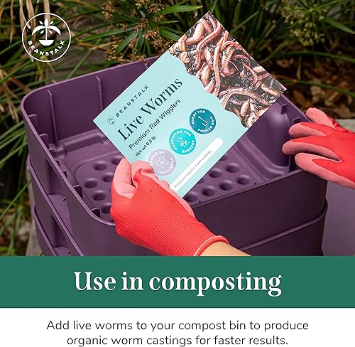 Miniatura 5 de Beanstalk Worms (500 gusanos, 0.5 libras), gusanos de compostación de los molinillos rojos, gusanos de la tierra viven para el jardín