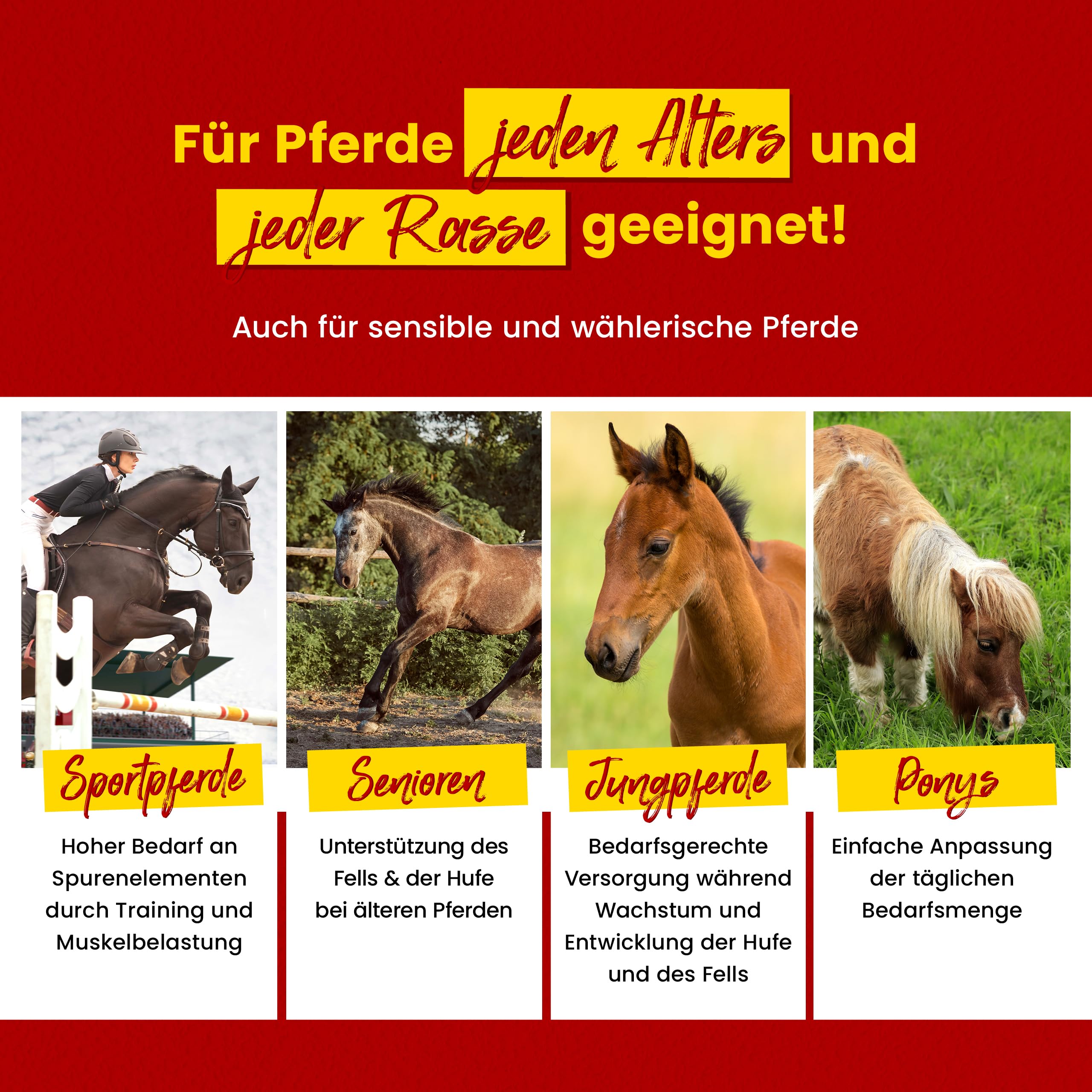 Scheidler horse-direkt Zink Komplex für Pferde - 4kg Pellets Eimer hochdosiert für Huf, Haut & Fell – Mit Bierhefe, Zeolith, Esparsette & Schwarzkümmel – Getreidefrei - Alle wichtigen Mineralien
