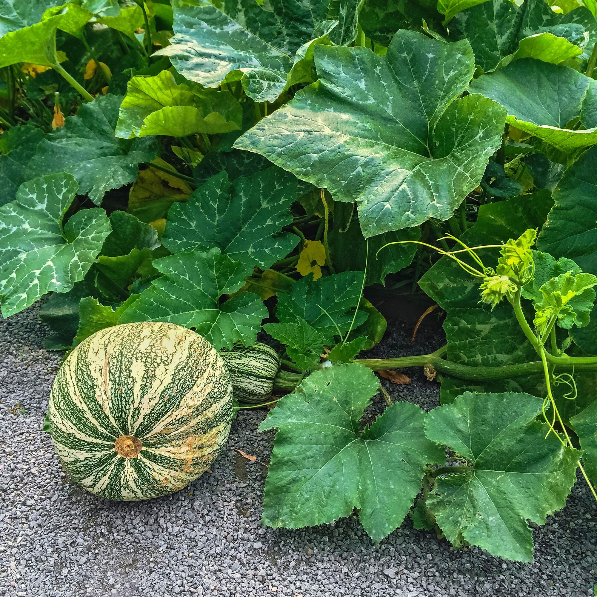 cucu Amazon.com : Squash Seeds - Winter - Cushaw Green Striped