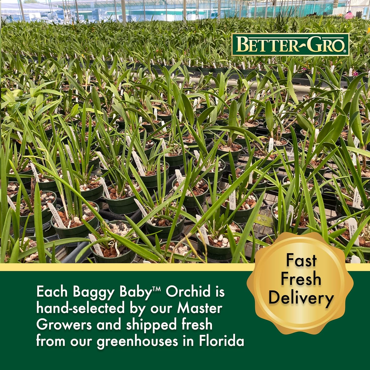 Better-Gro Easy-Growing Brassavola Hybrid, Procatavola Key Lime Stars, 4" Live Plant, Blooms in 6-12 Months with Proper Care, White and Green Star-Shaped Bloom, Fragrant, Selected by Master Growers