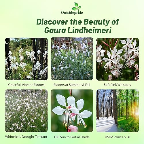 Miniatura 2 de Outsidepride Gaura Seeds - 200 unidades. Semillas perennes, tolerantes a la sequía y de bajo mantenimiento, semillas de flores para plantar fáciles