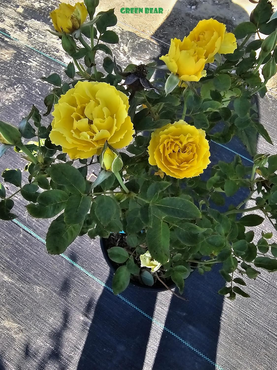 Rose Bush, Live Plant for Planting Outdoors (Francis Meilland® Hybrid Tea Rose/Light Pink, 1 Gallon)