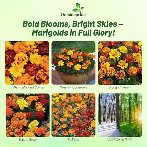 Miniatura 2 de Outsidepride 250 semillas anuales Tagetes Patula Outback French Marigold Garden Flower Seed Mix para plantar
