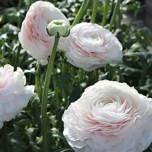 Miniatura 2 de Italiano Ranunculus Cloni éxito Hanói3bombillasproduce enorme doble florece