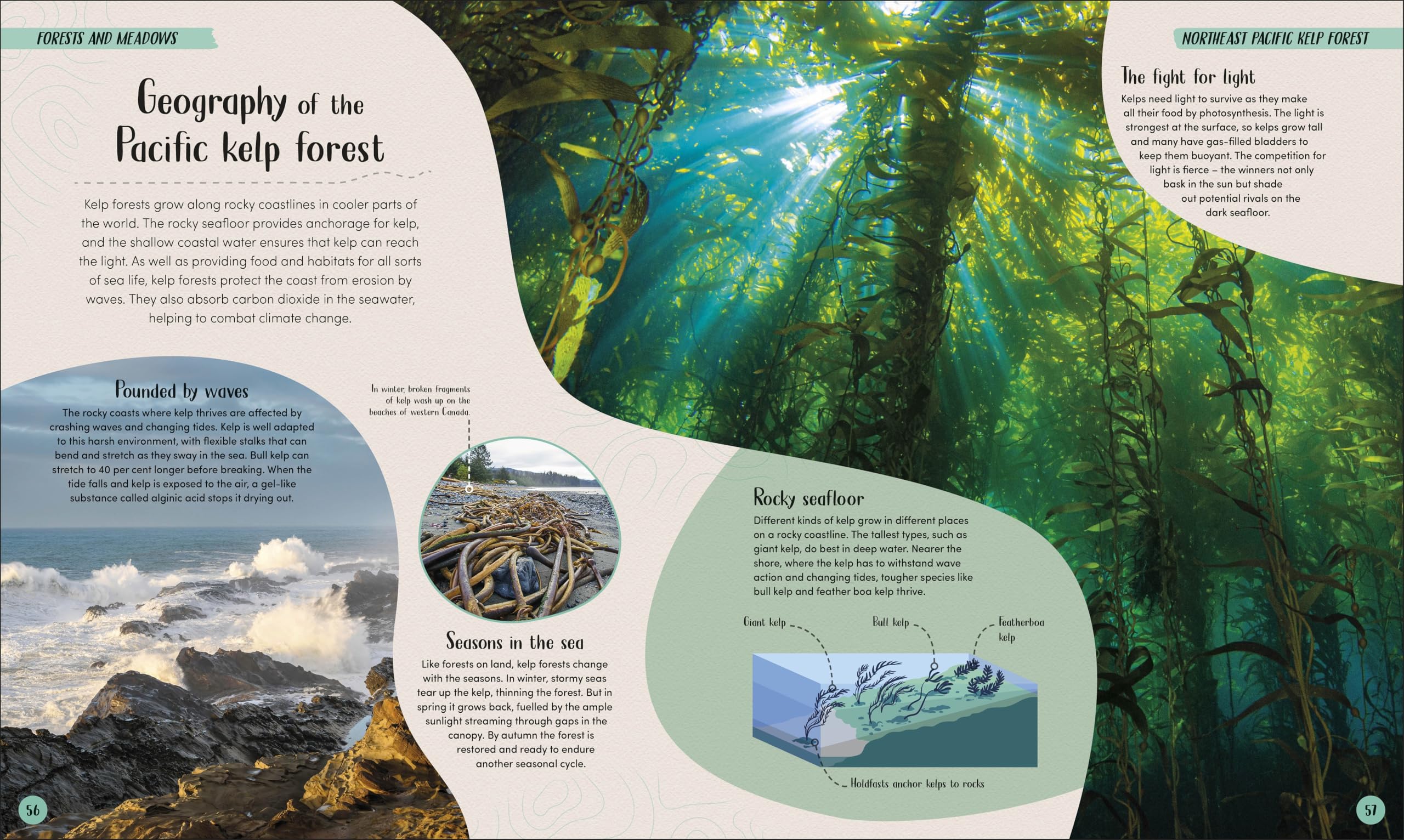 Ocean: Dive in and Discover the World Beneath the Waves (Earth's Incredible Habitats)