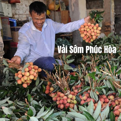 Vai som phuc hoa